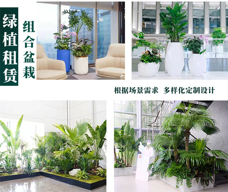 植物租賃多種方案挑選